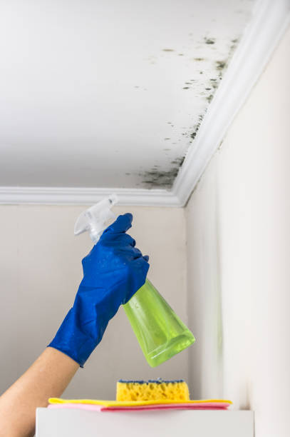 Professional Mold Removal in Rowlett, TX